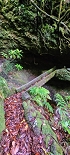 Plants: image 9 Of 208 Thumb